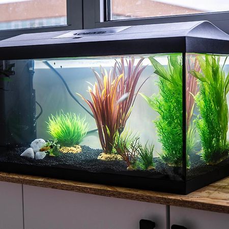 Apartmán Studio Chaleureux Avec Aquarium Marcq-en-Baroeul Exteriér fotografie