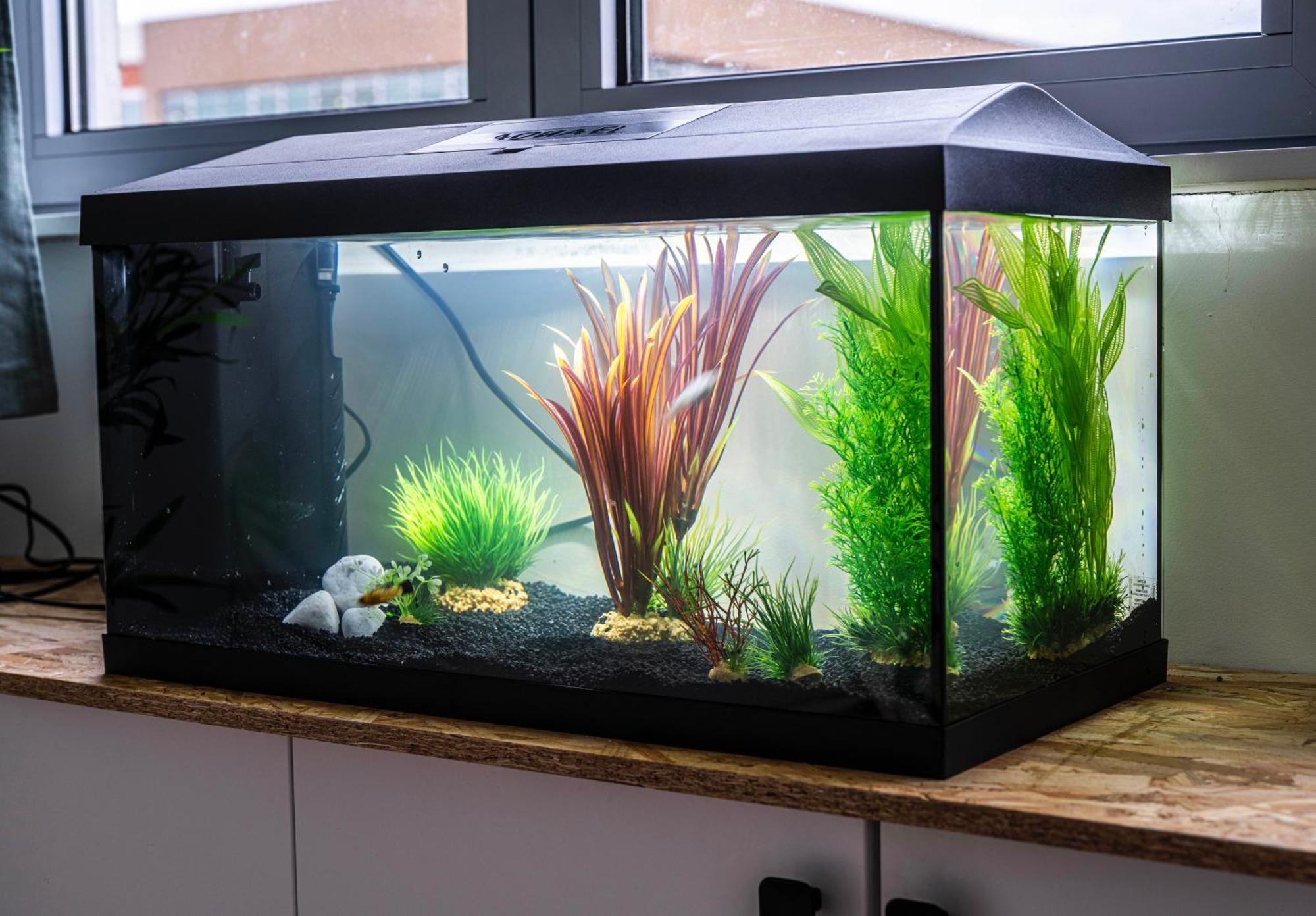 Apartmán Studio Chaleureux Avec Aquarium Marcq-en-Baroeul Exteriér fotografie